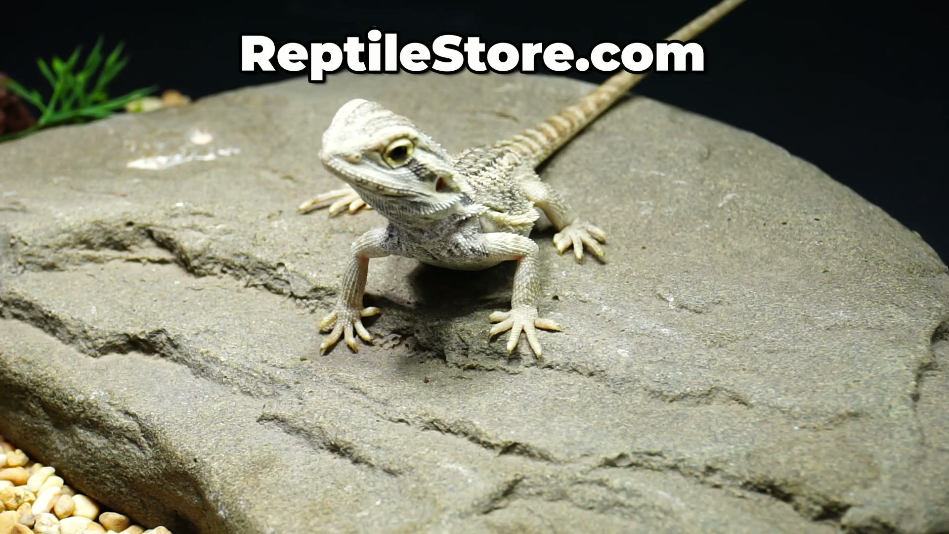 Beautiful Super Yellow Hypo Female | Animal ID #A26-00703