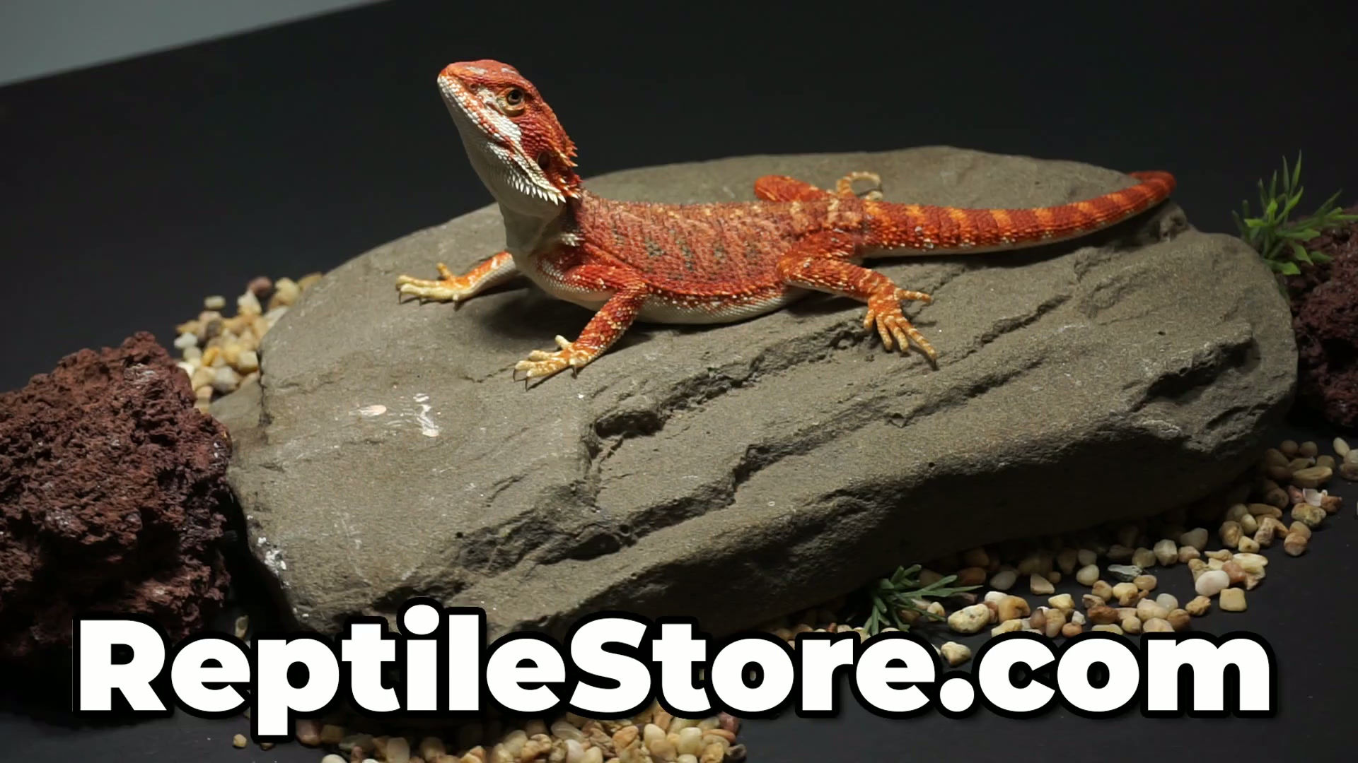 High Color Super Red Het Hypo Female | Animal ID #A26-00573