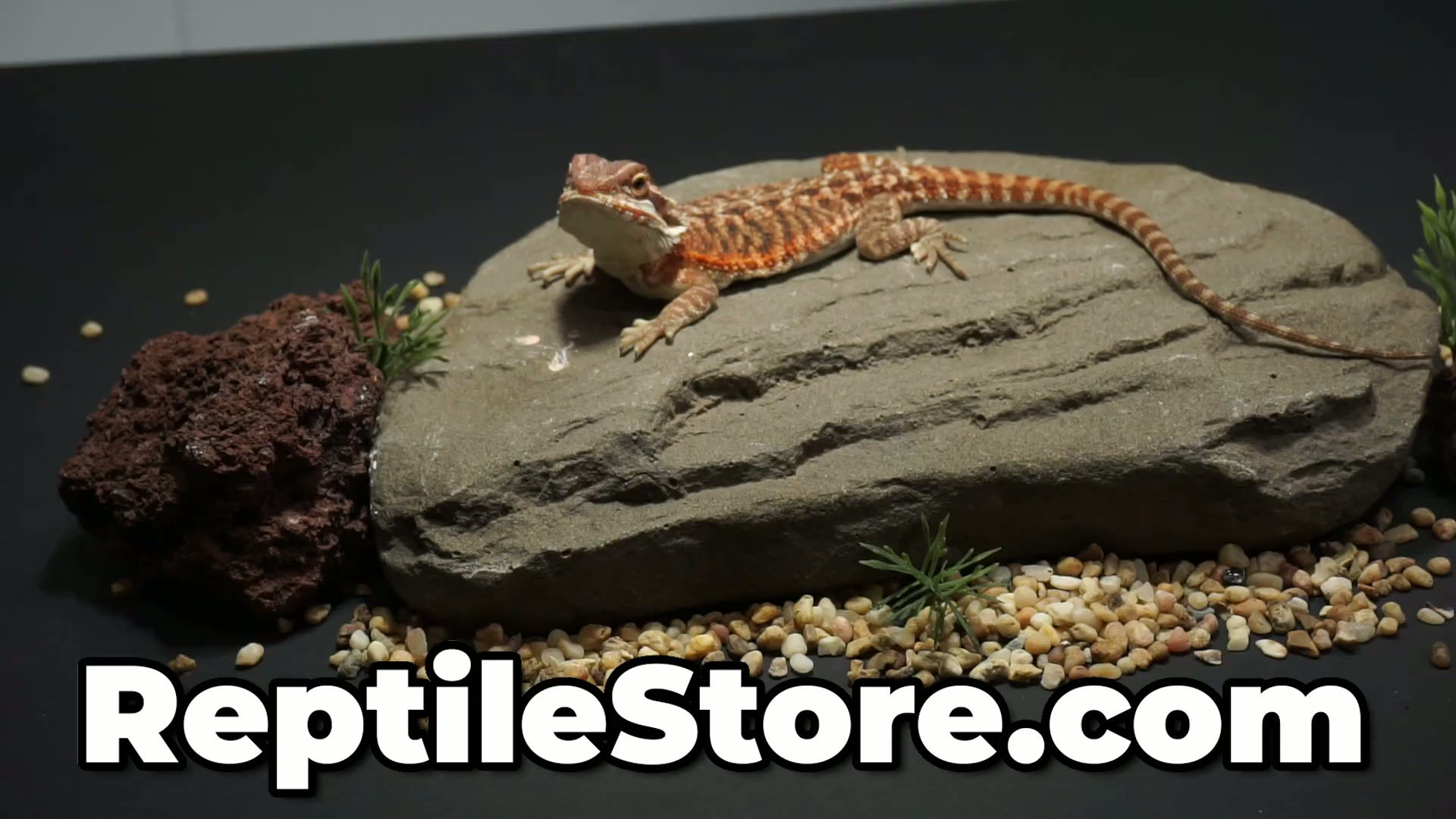 Outstanding Super Red Het Hypo Female | Animal ID #A26-00545