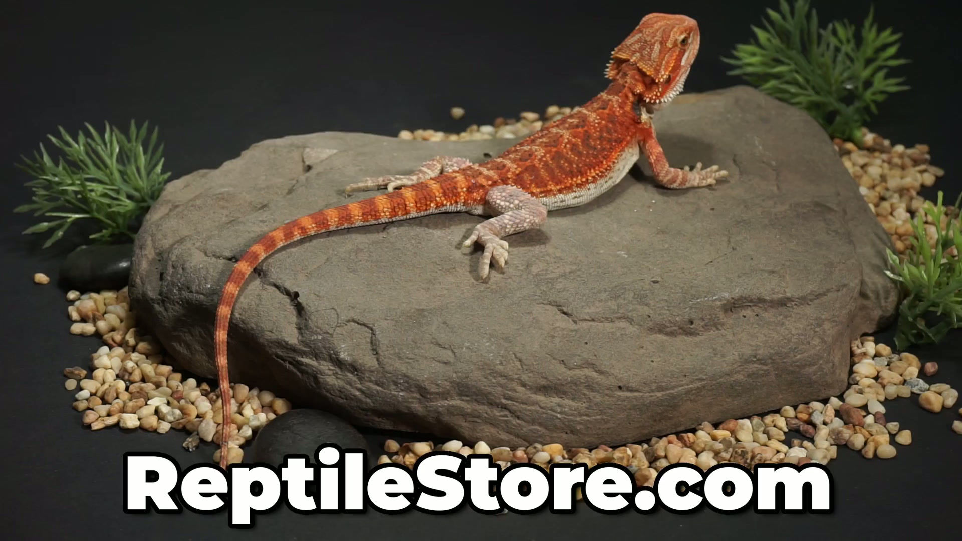 Vibrant Super Red Hypo Female | Animal ID #A26-00508