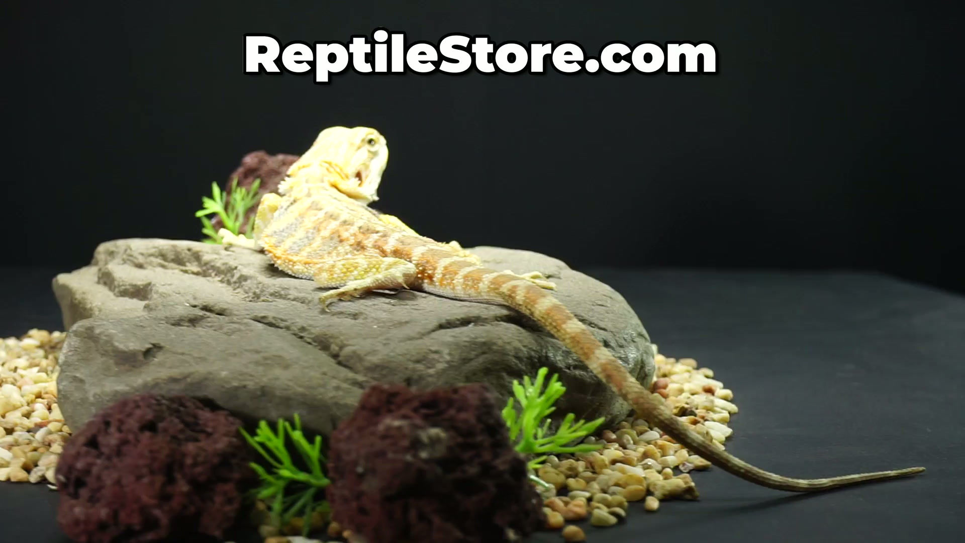 Vibrant Orange Hypo Blue Bar Female | Animal ID #A26-00678