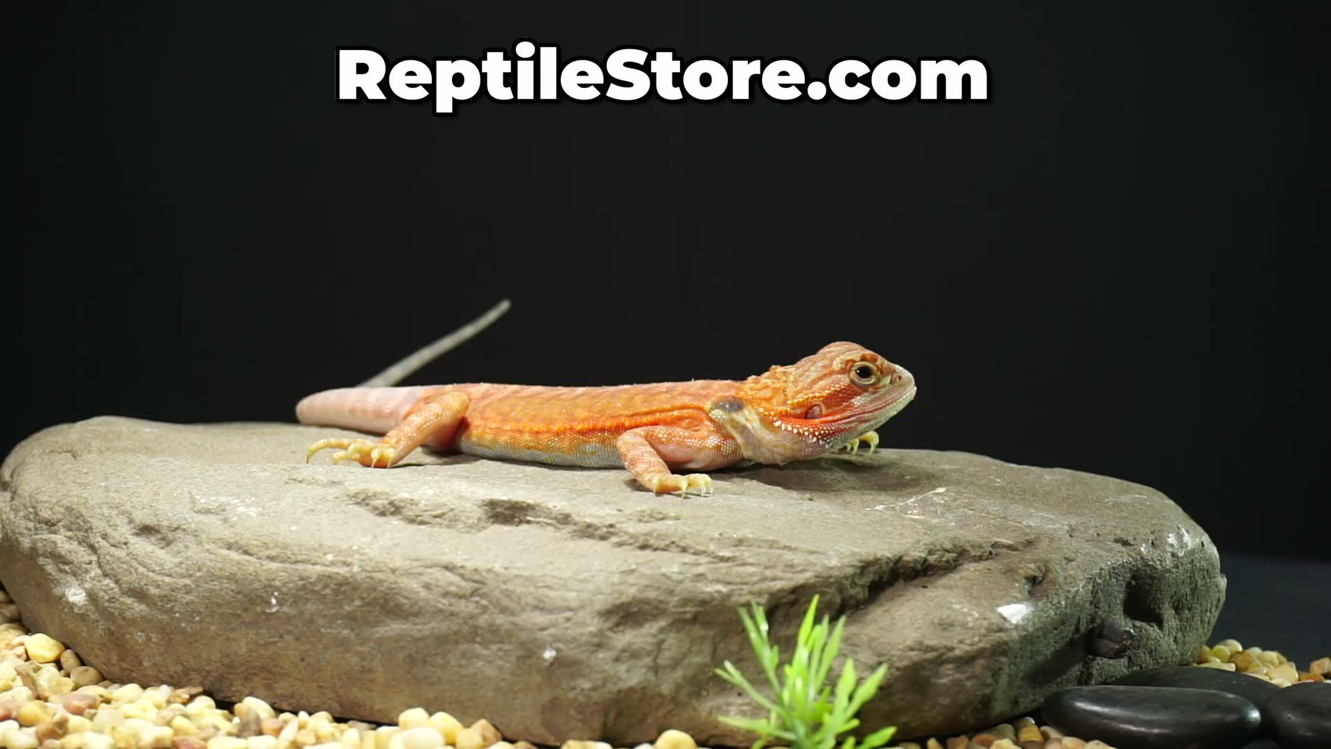 High Color Super Red Hypo Translucent Leatherback Male | Animal ID #A26-00654
