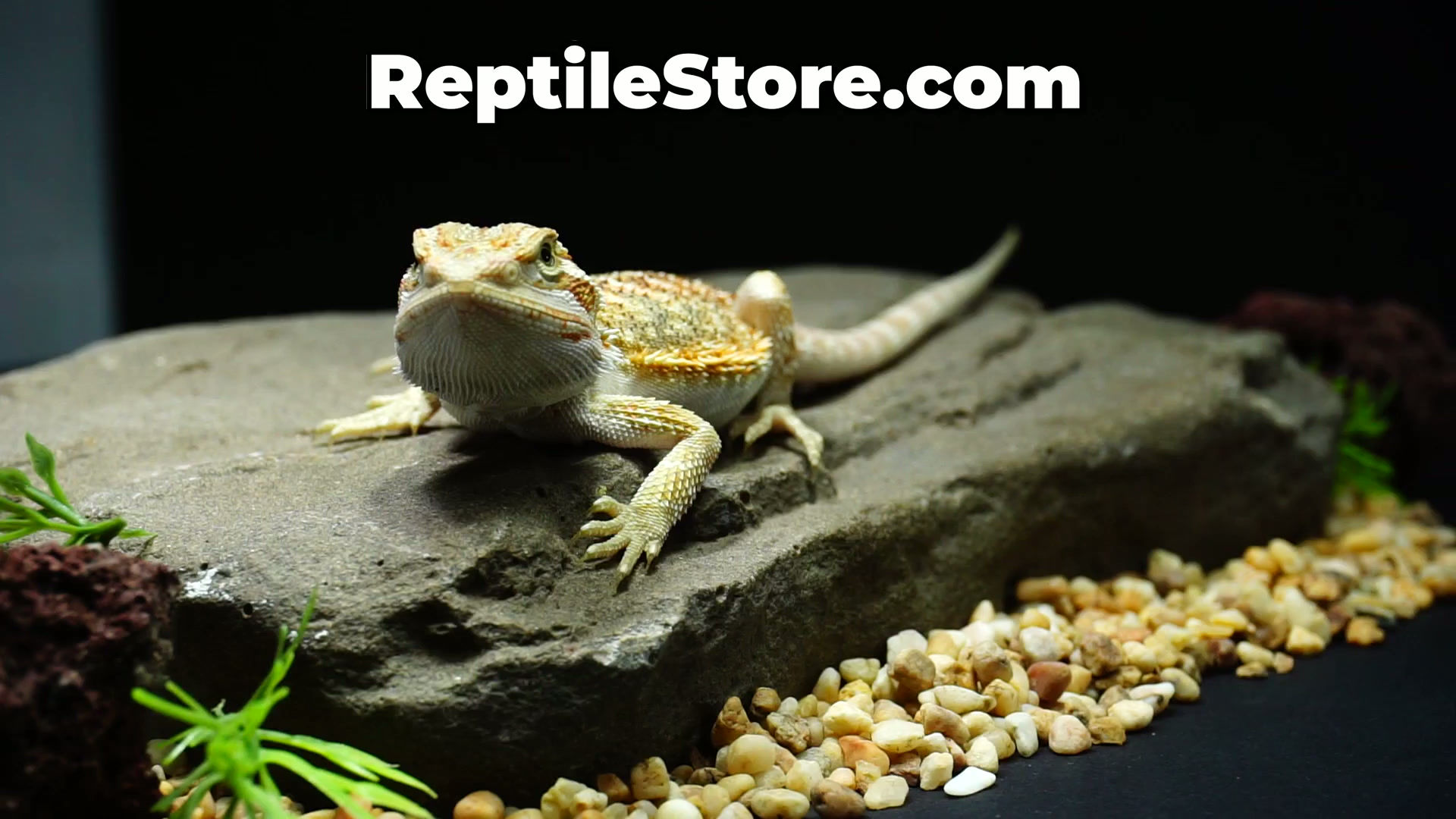 Eye-Catching Fancy Hypo Male | Animal ID #A26-00731