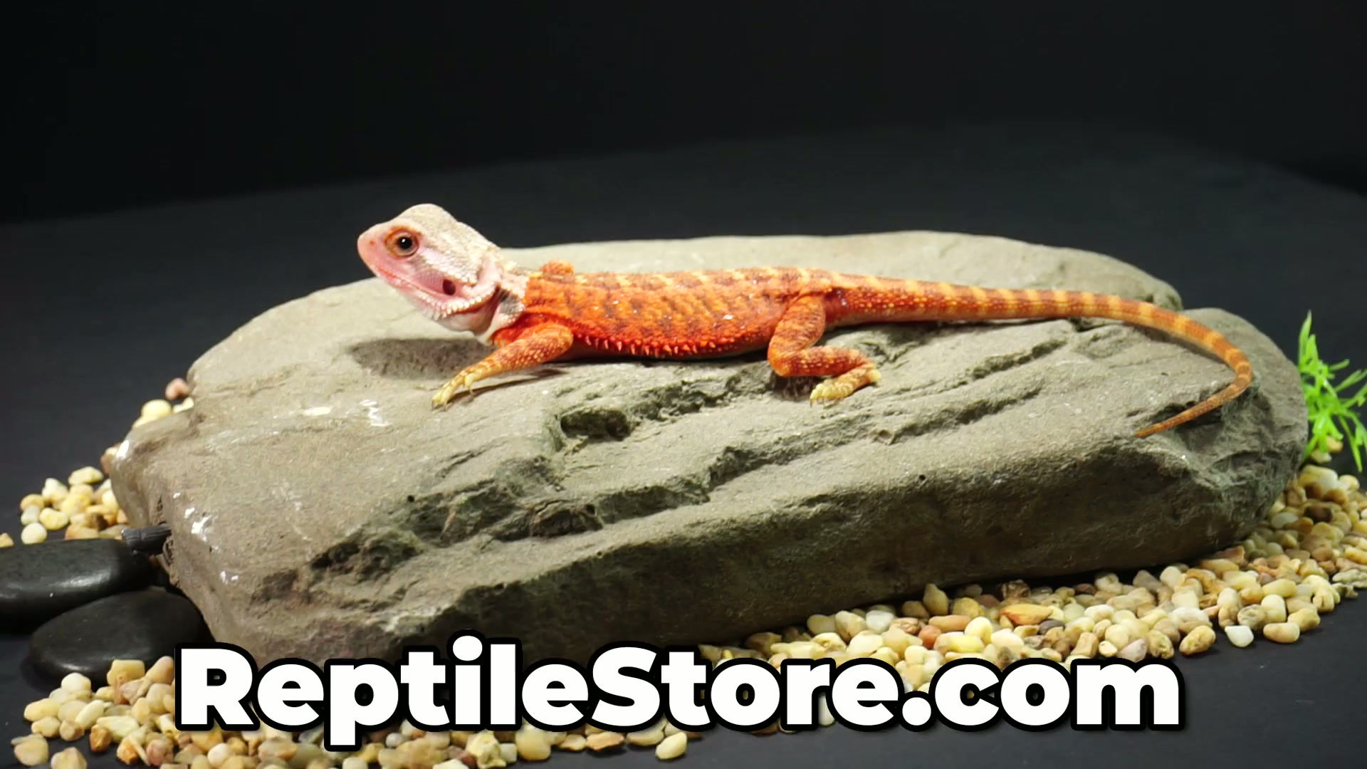 Vibrant Super Red Translucent Het Hypo Male | Animal ID #A26-00622