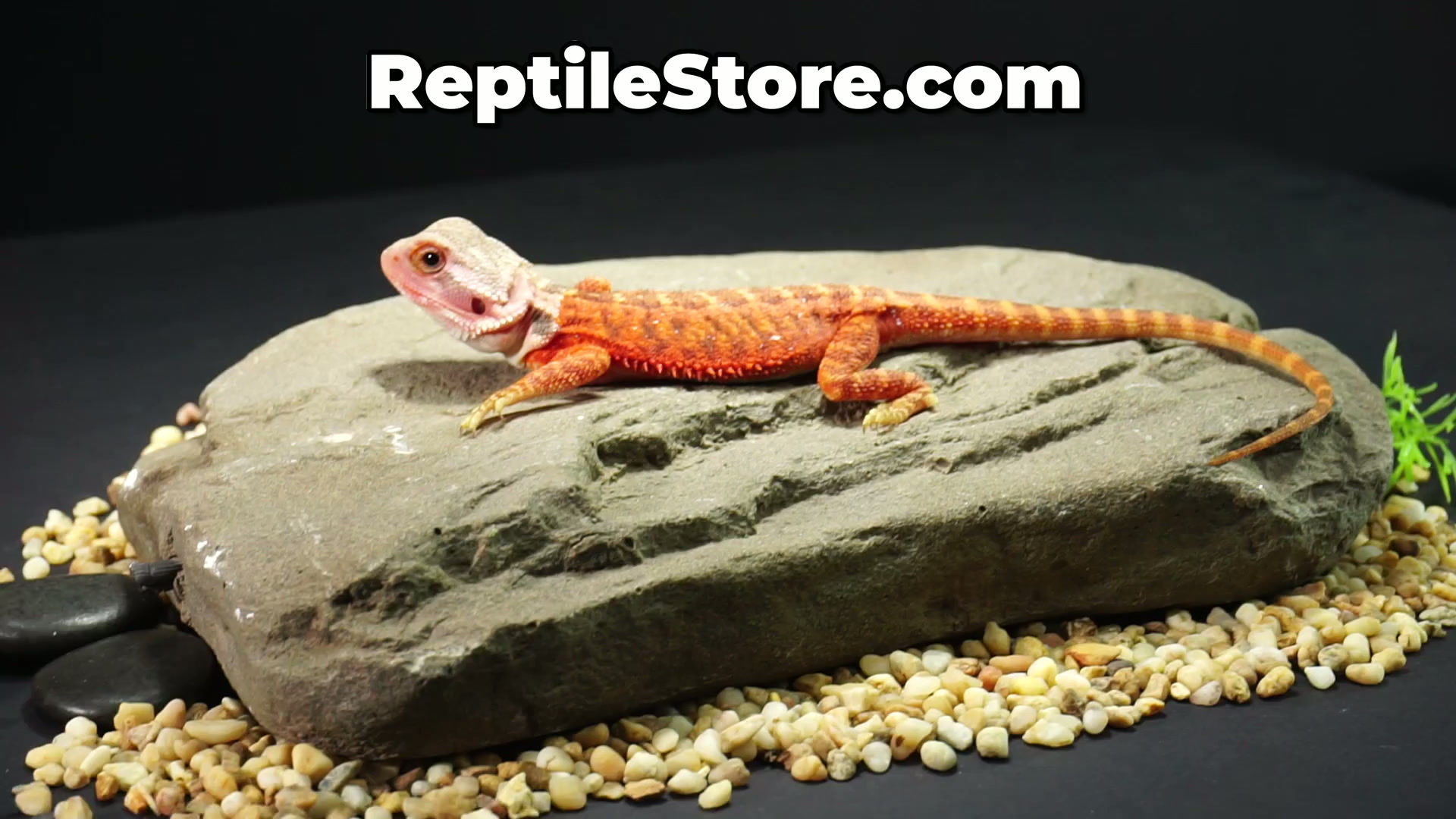 Vibrant Super Red Translucent Het Hypo Leatherback Female | Animal ID #A26-00621