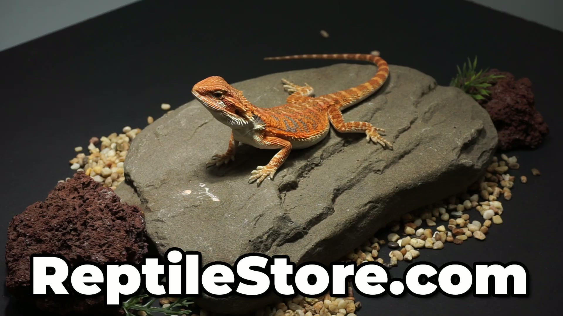 High Color Super Red Hypo Female | Animal ID #A26-00558