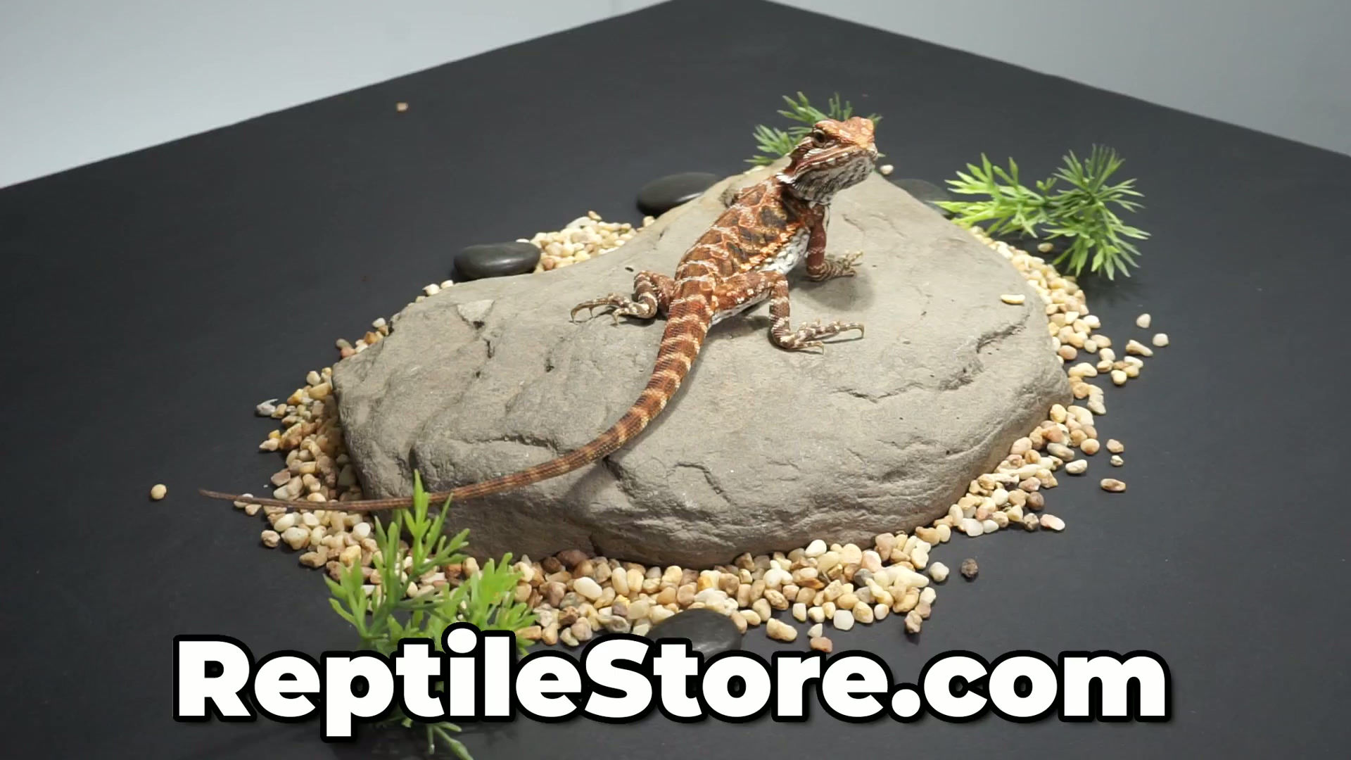 Eye-Catching Red Het Hypo Blue Bar Leatherback Male | Animal ID #A26-00427