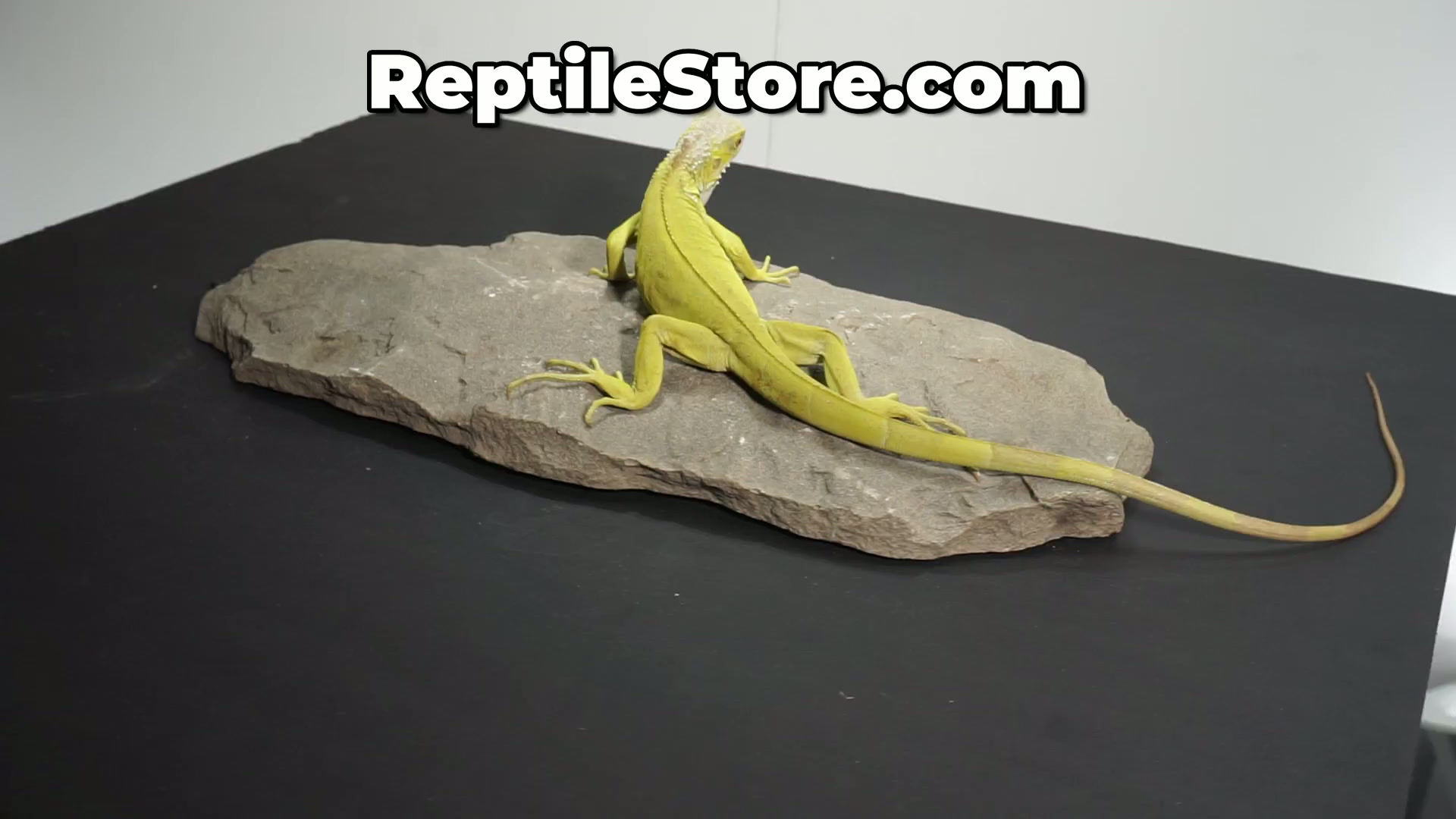 Beautiful Lime Iguana | Animal ID #B26-20006