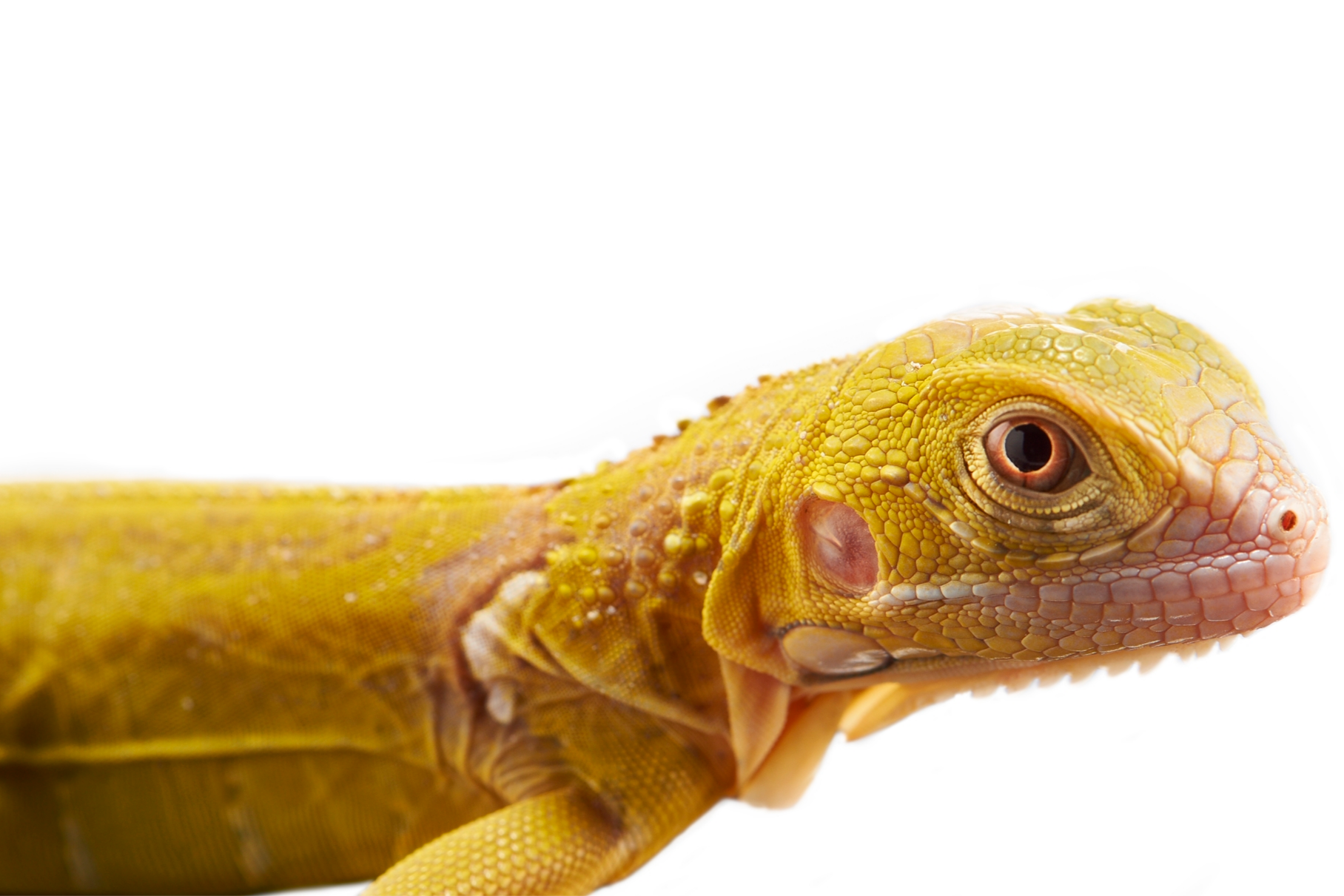Lime Zero Iguana