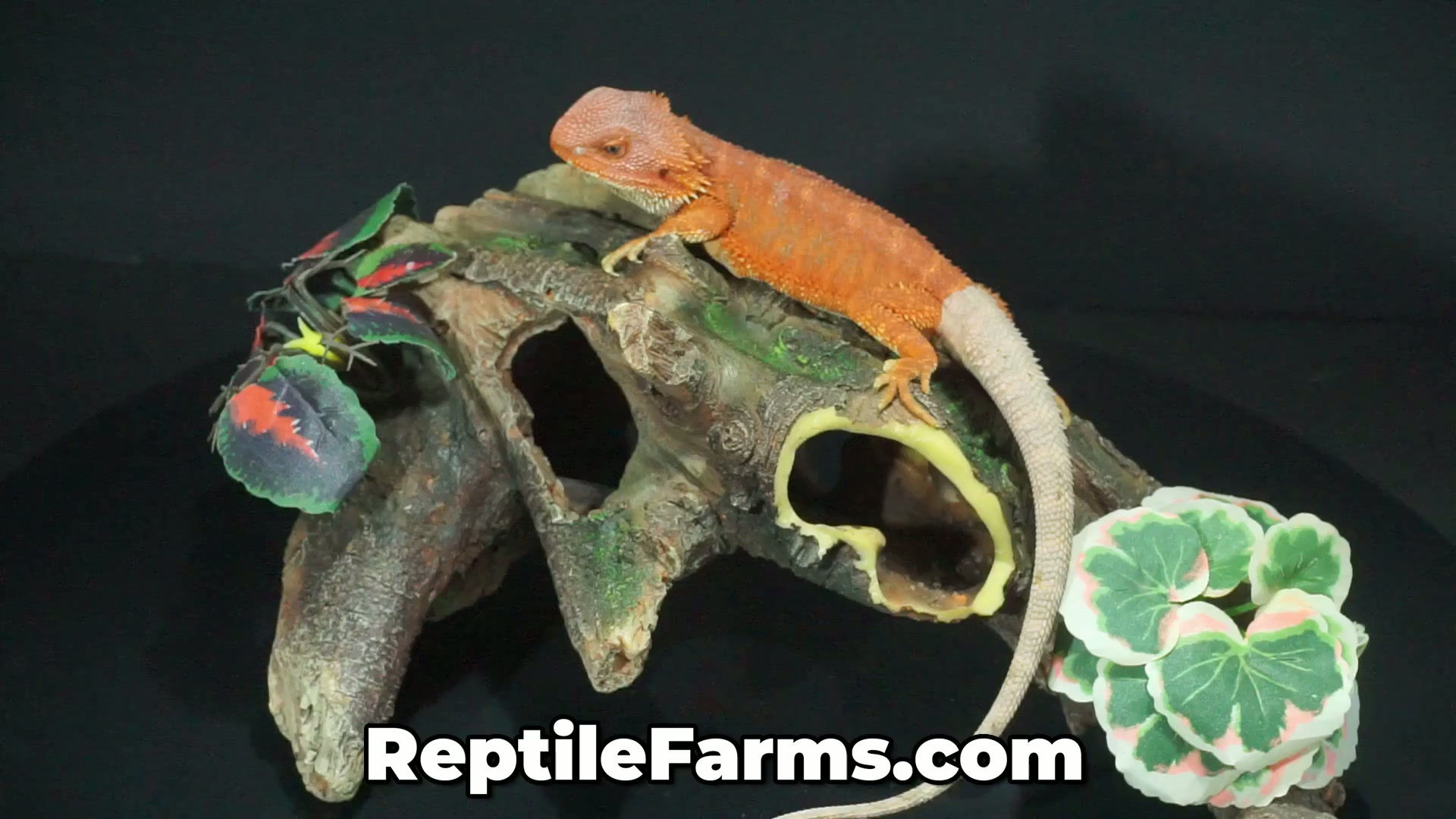 Stunning Super Red Hypo Translucent Male | Animal ID #A26-00614