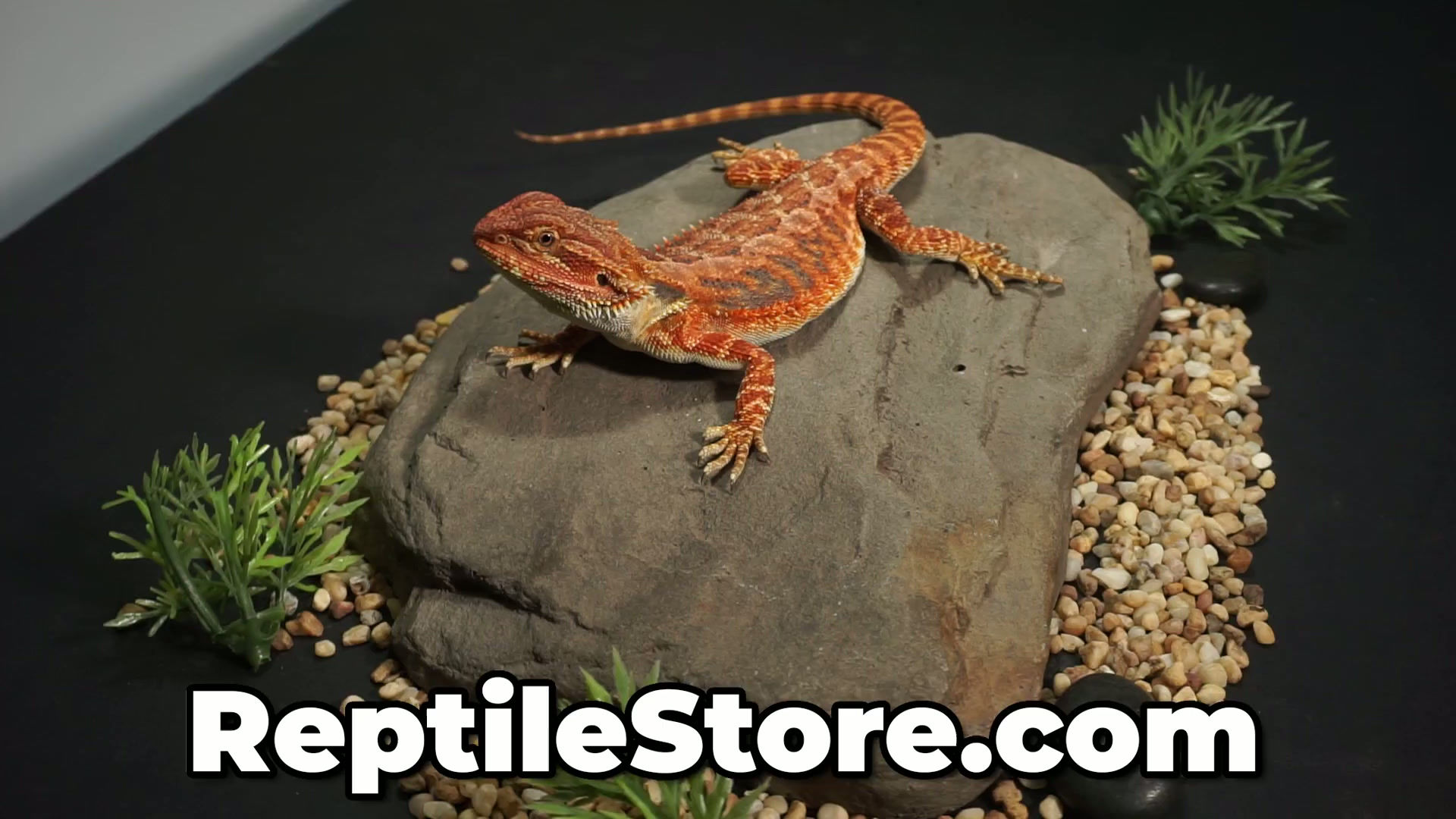 Vibrant Super Red Het Hypo Male | Animal ID #A26-00580