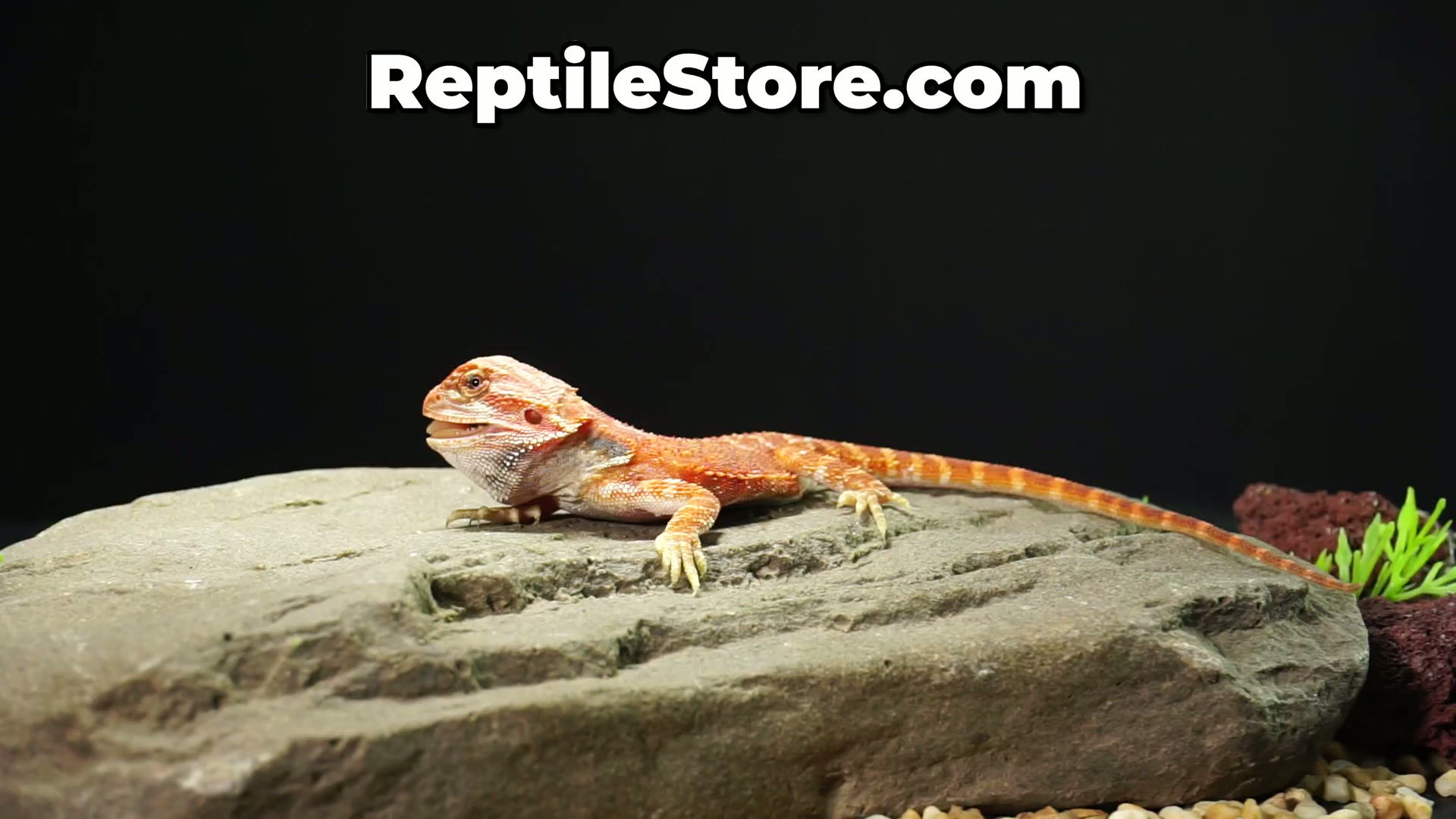 Beautiful Red Hypo Translucent Female | Animal ID #A26-00443
