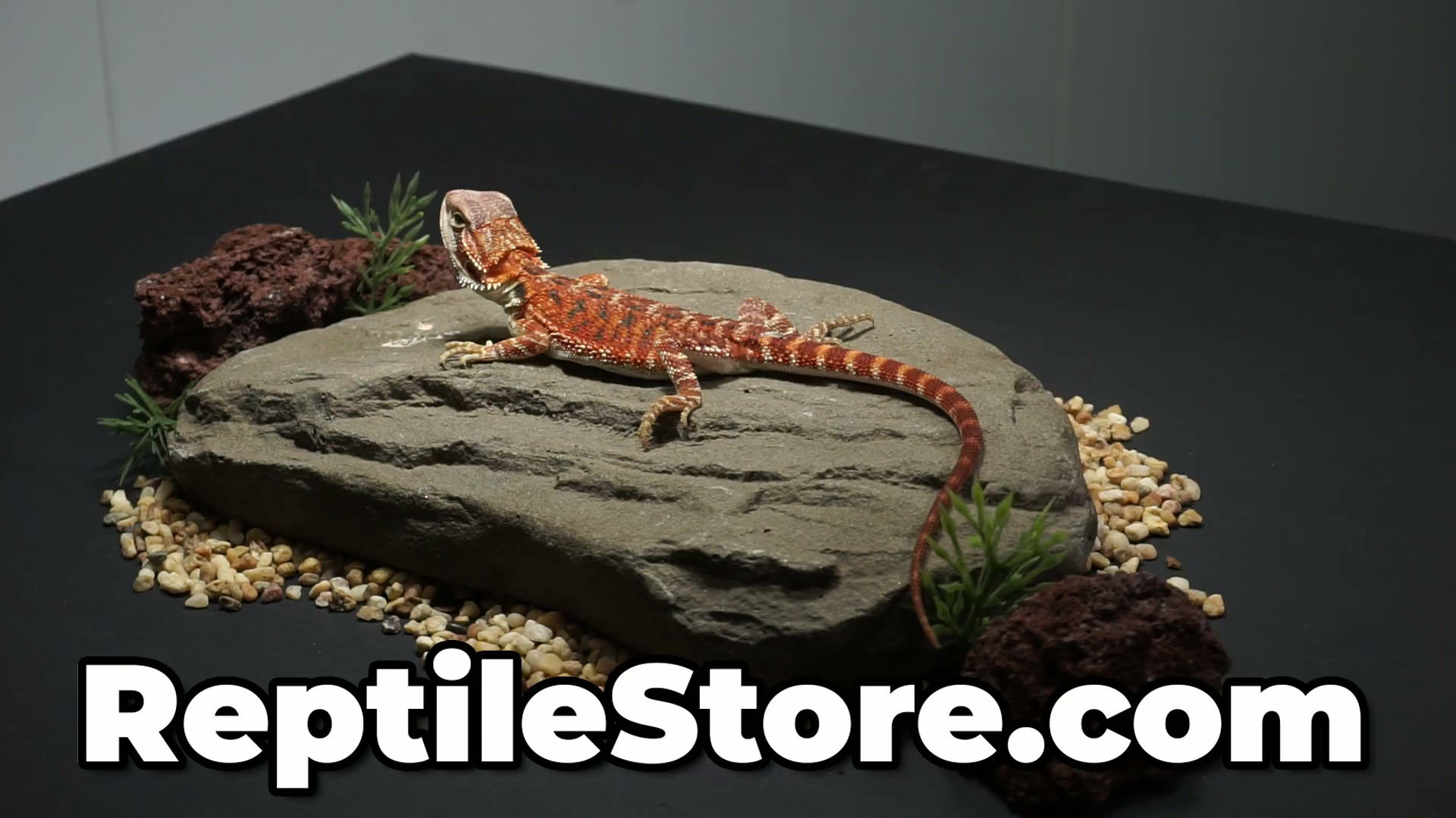 Outstanding Super Red Het Hypo Female | Animal ID #A26-00569
