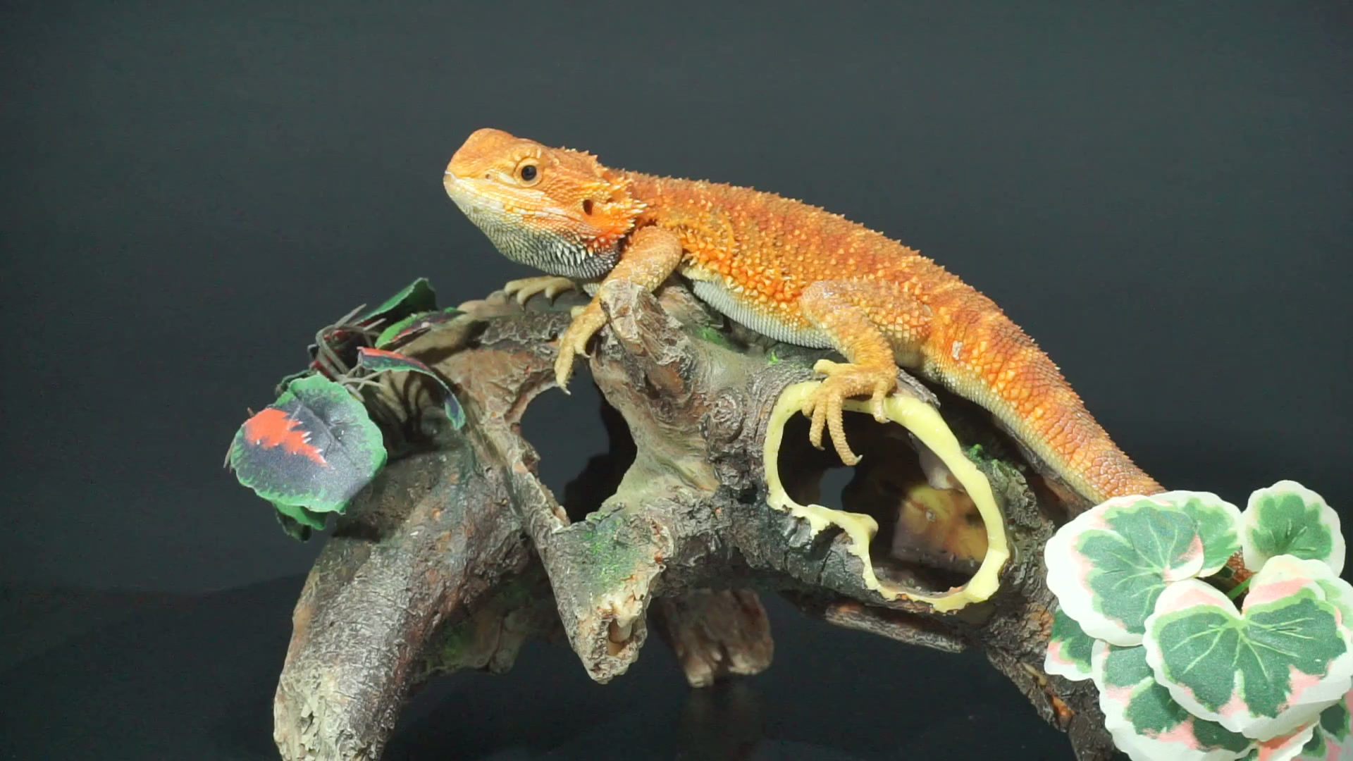 Select Red Hypo Translucent Bearded Dragon Female | Animal ID #A26-00443