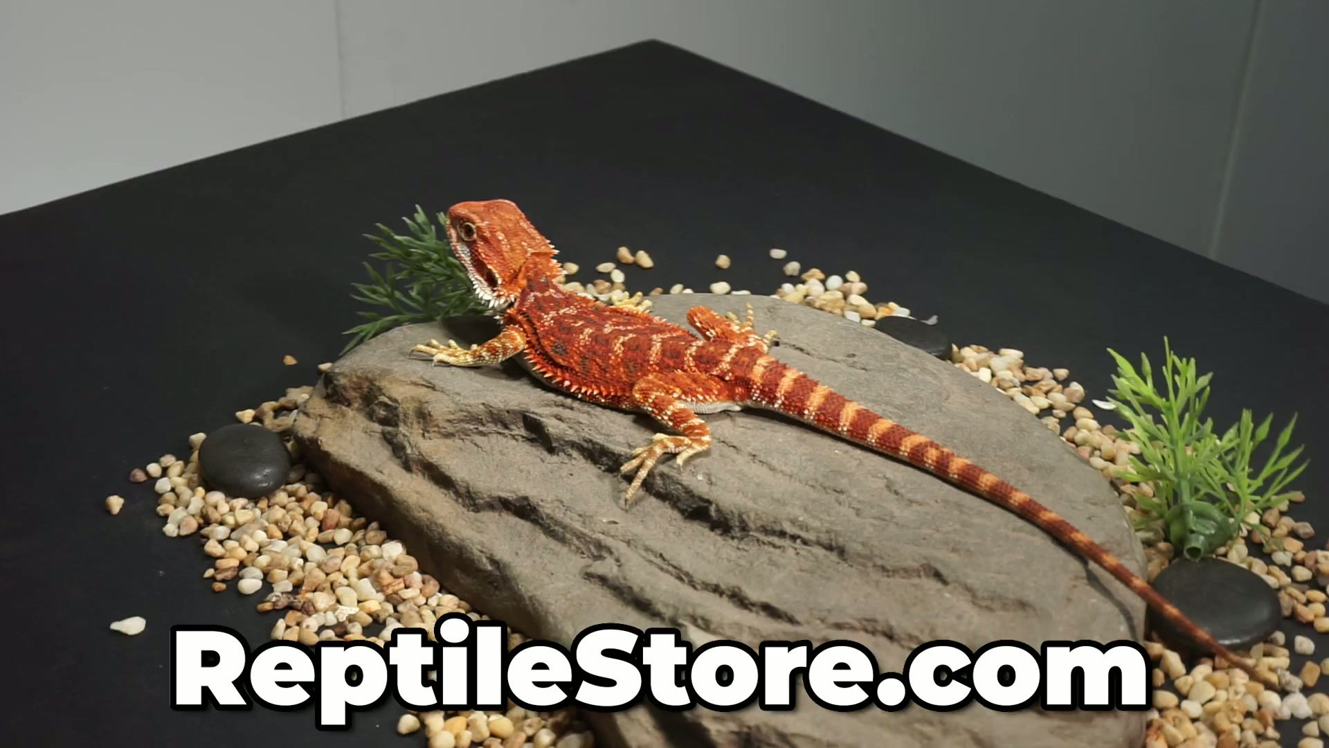 Outstanding Super Red Het Hypo Male | Animal ID #A26-00593