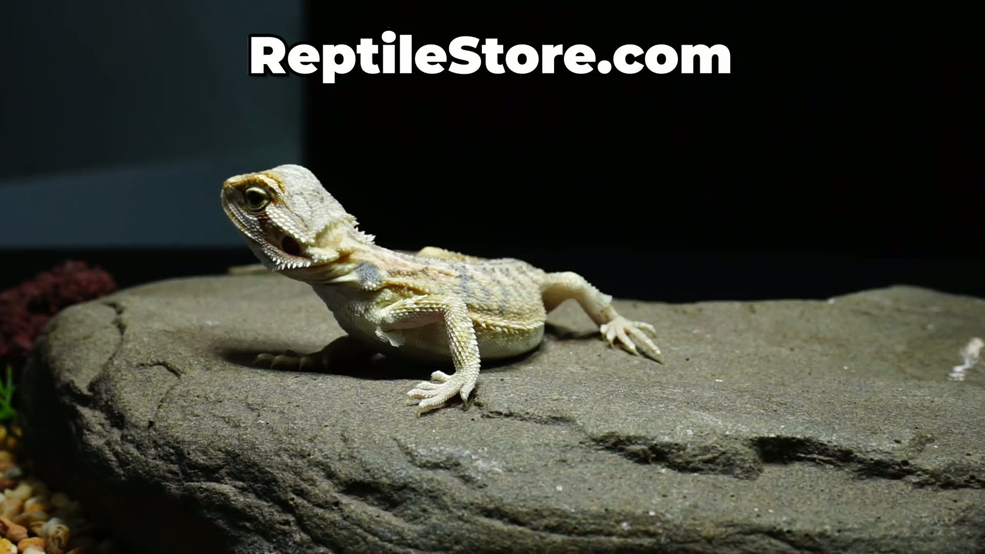 Eye-Catching Fancy Hypo Female | Animal ID #A26-00728