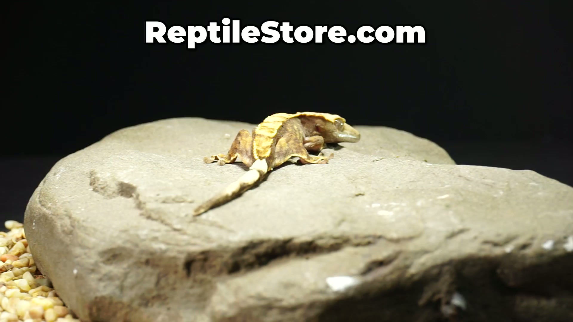 Beautiful Crested Gecko | Animal ID #B26-40102
