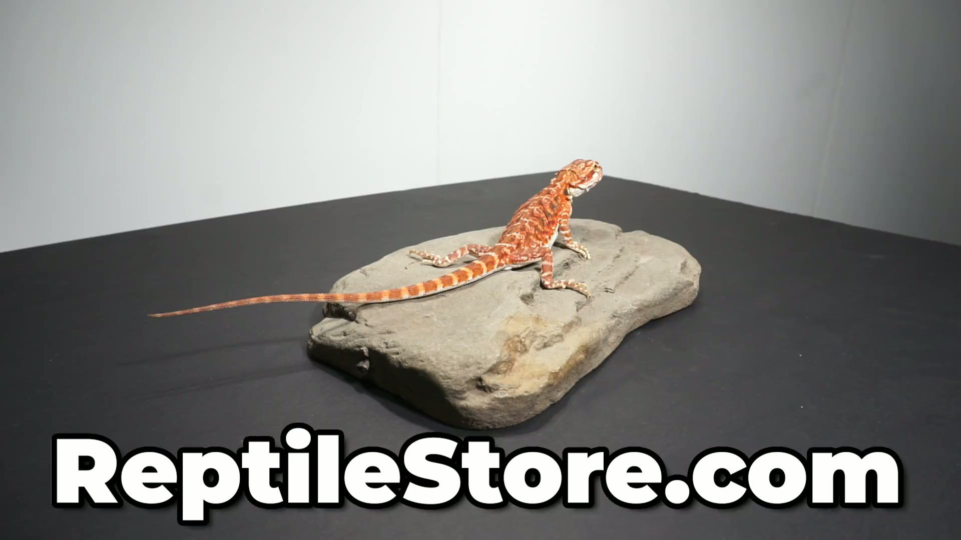 Outstanding Super Red Het Hypo Leatherback Female | Animal ID #A26-00527
