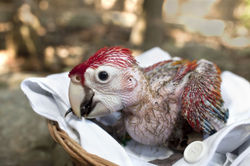Guacamaya Bebe