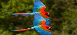 guacamayas