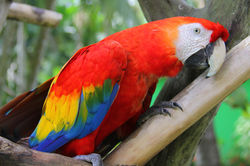 la-guacamaya-roja-ave-fuego-del-sol-04