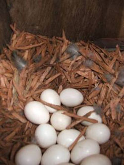 huevos_pyrrhura
