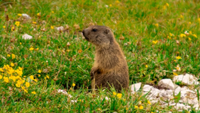 Groundhog, Woodchuck, Whistle Pig, Marmota Monax