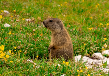 Groundhog, Woodchuck, Whistle Pig, Marmota Monax