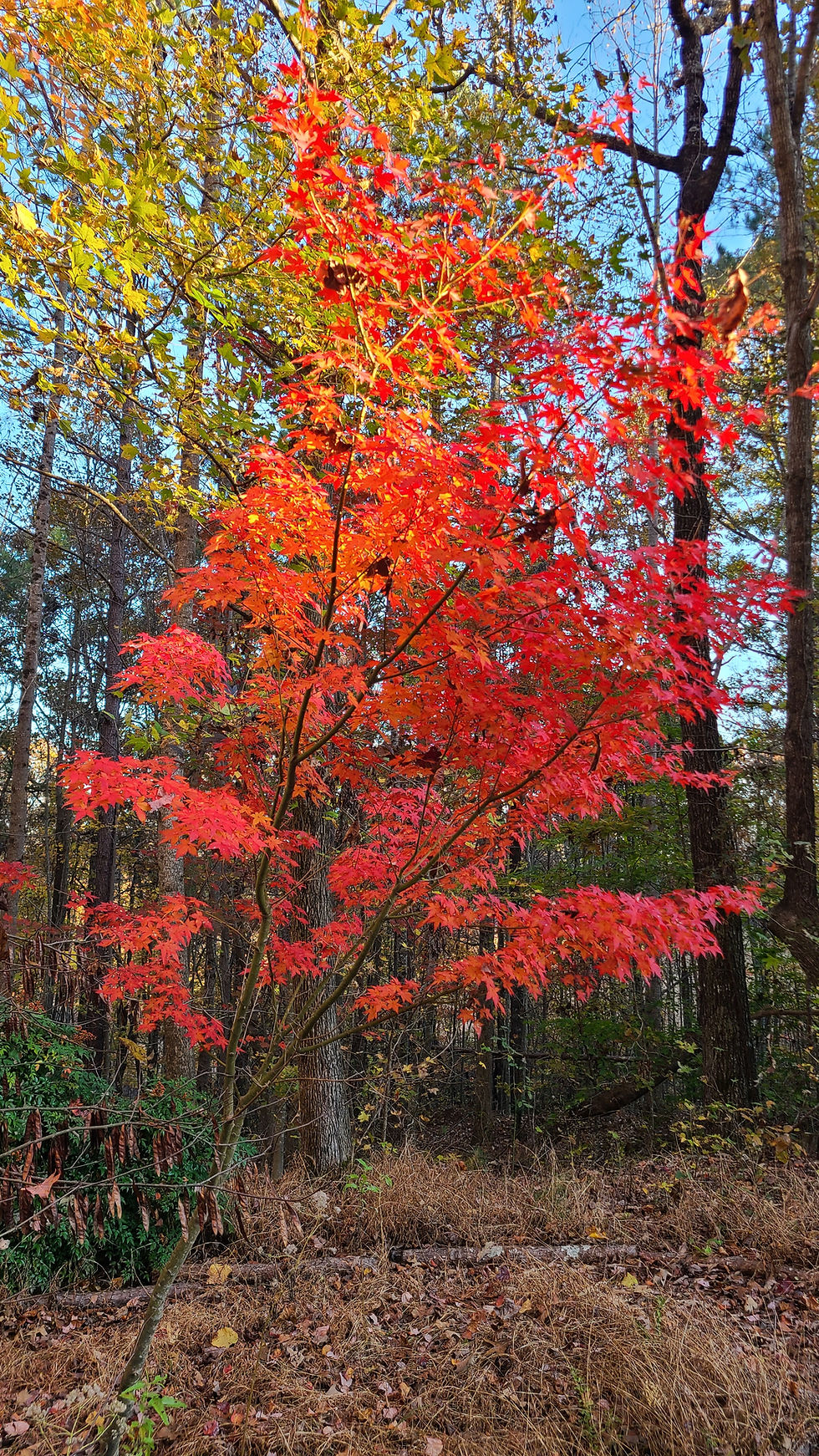 Why Is Fall the Best Time to Plant?