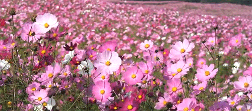 floralz1.gif