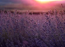 lavender-field-in-the-summer-sunset-time-2026-03-17-06-23-06-utc.jpg