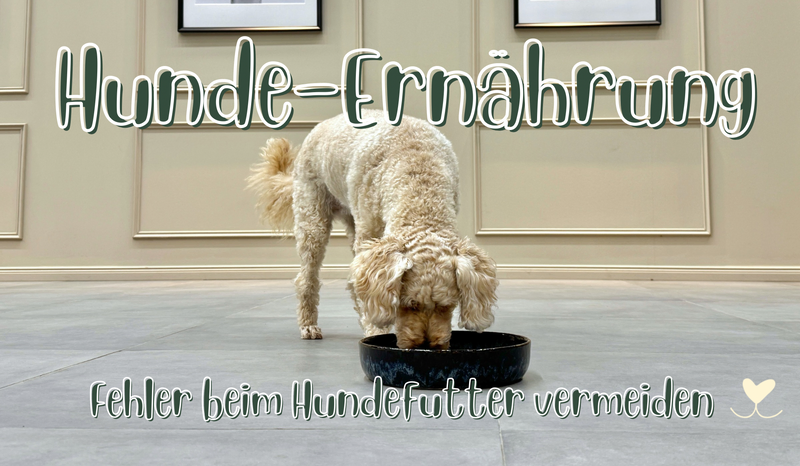 Hund frisst aus Futterschüssel