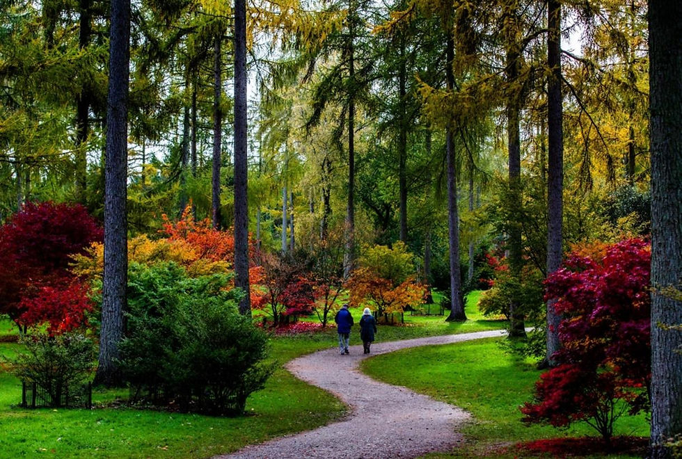 LO_RES_Westonbirt_Arboretum_Johnny_Hathaway_Autumn_2019_86_1_-_Copy_201559455