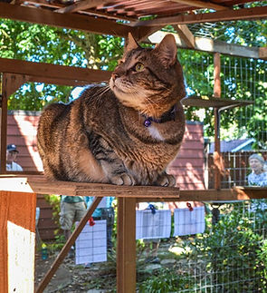 pet cat dog enclosure dog house catio in Ashlan, Oregon
