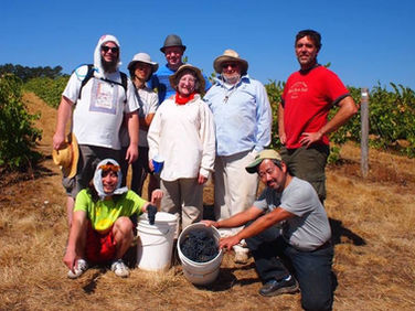 ブドウ収穫の手伝いをしましょう!