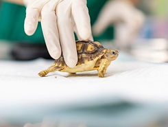 exotic-pet.jpg