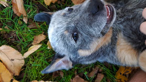 7 Dog friendly Coffee shops/Cafes to visit. In Greater Geelong, Surf Coast and Bellarine Shire.