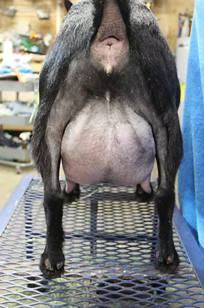 Rye and Cornbread sire's dam udder pic 1.webp