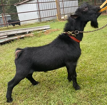 Rye and Cornbread sire.webp
