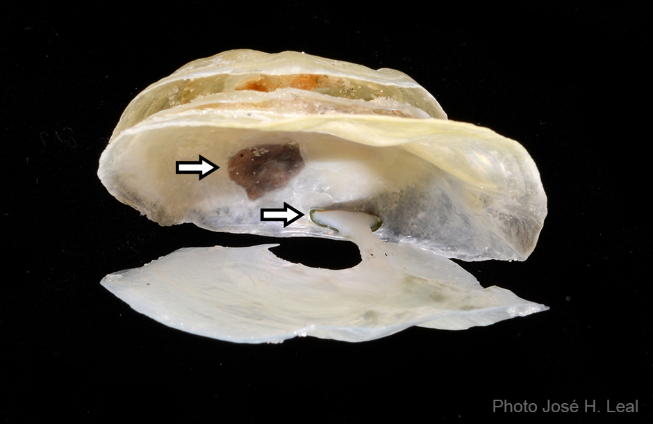 The Growth of Cone Snail Teeth