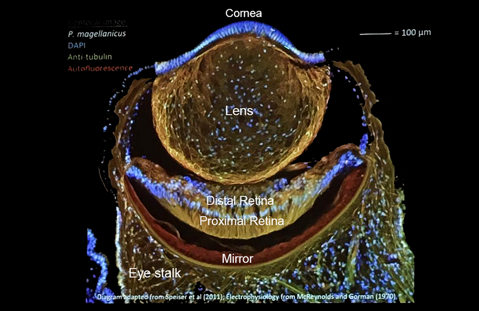 Scallops Have Charming Eyes