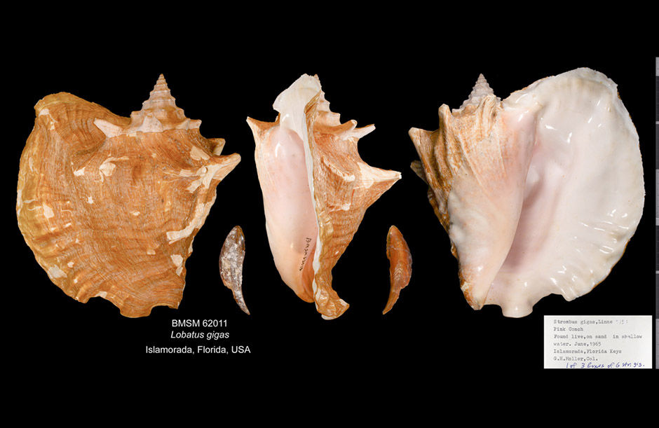 In the Kingdom of Queen Conchs