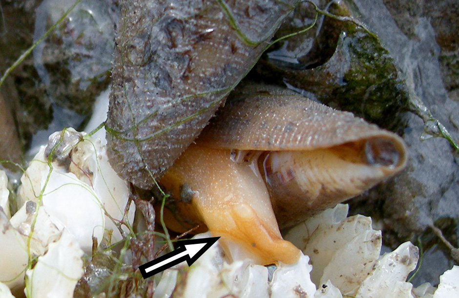 Communal Spawning in Cone Snails
