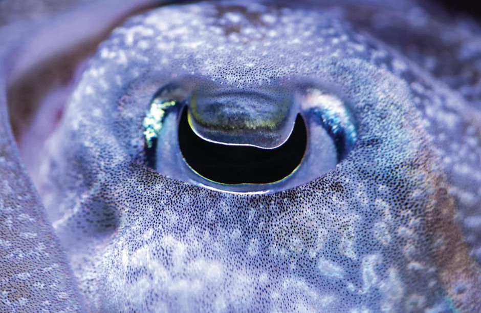 The Amazing Cuttlefish Eye
