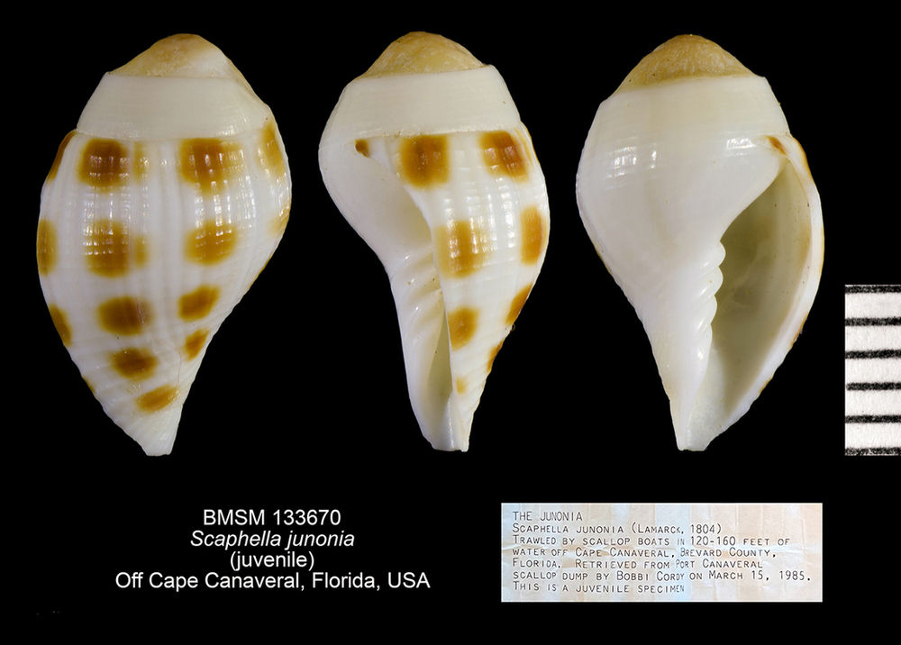 Shell of the Week A Juvenile Junonia