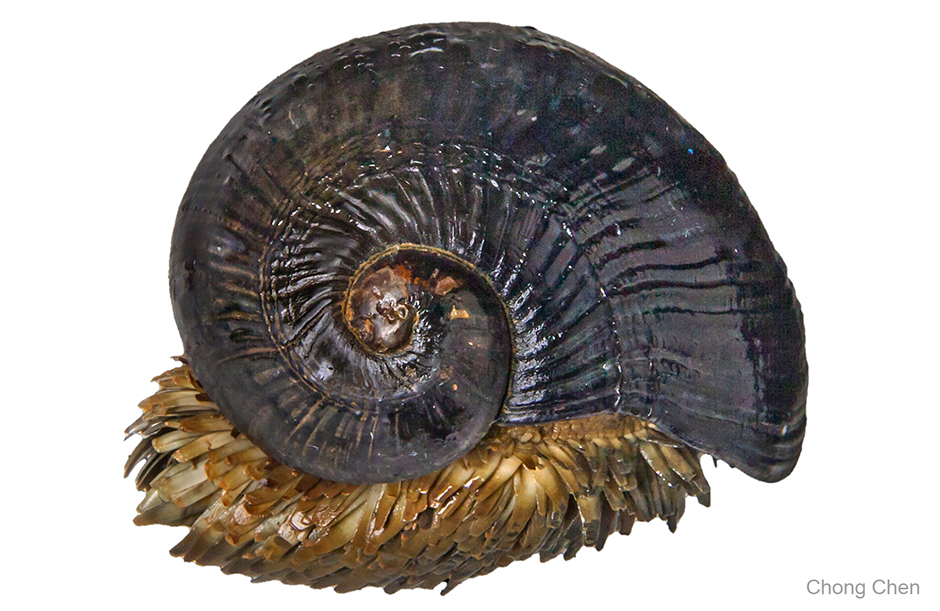 The Growth of Cone Snail Teeth