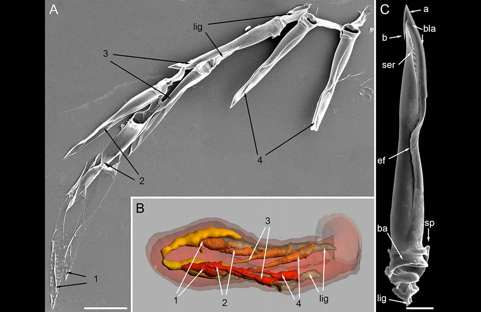 The Growth of Cone Snail Teeth