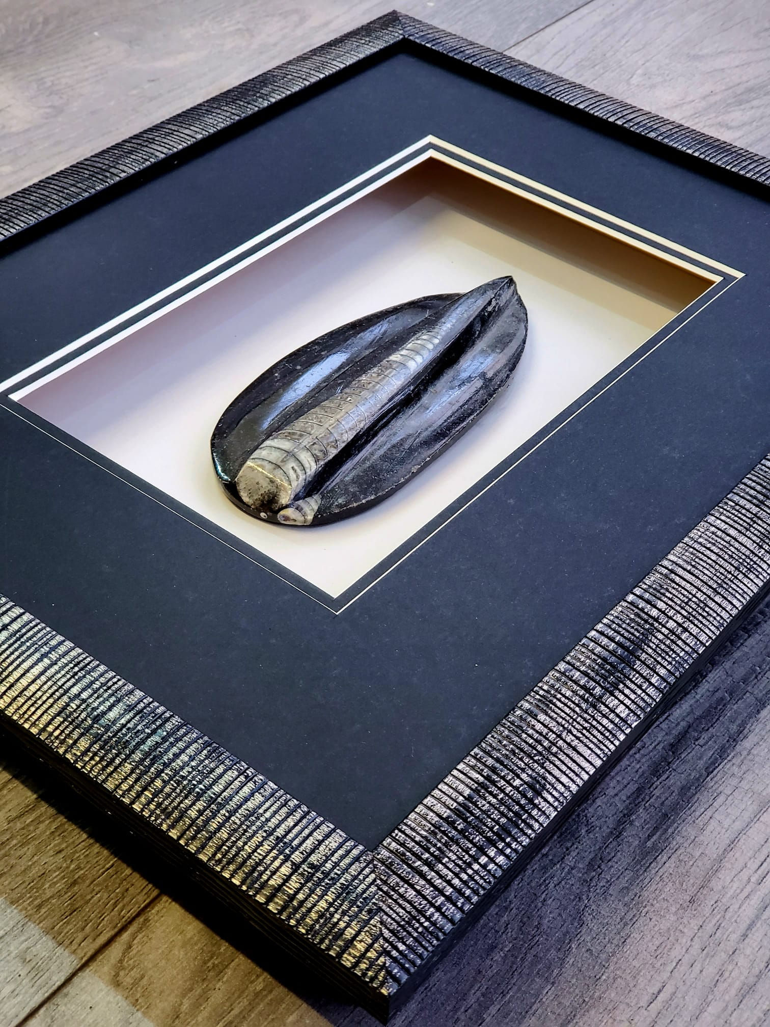 Orthoceras Fossil Framed