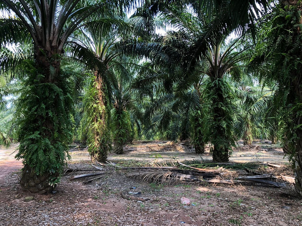 Thumbnail: Merbok Agriculture Land, Kedah