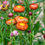 Thumbnail: Strawflower (Annual)